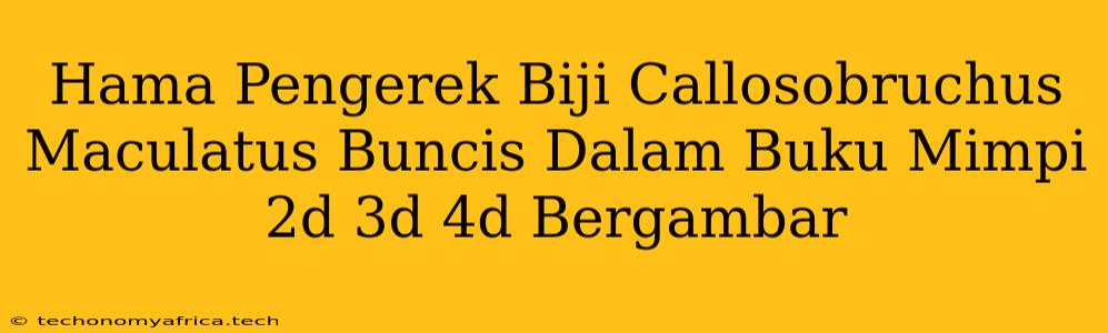 Hama Pengerek Biji Callosobruchus Maculatus Buncis Dalam Buku Mimpi 2d 3d 4d Bergambar