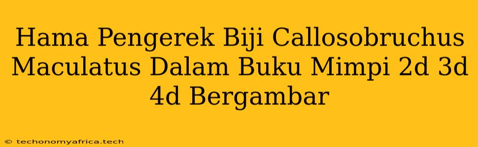 Hama Pengerek Biji Callosobruchus Maculatus Dalam Buku Mimpi 2d 3d 4d Bergambar